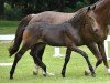 dressage horse Fescher Wilhelm (Bavarian, 2012, from Fürst Wilhelm)