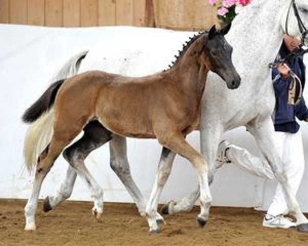 dressage horse Halifax (Bavarian, 2012, from Hot Spirit)