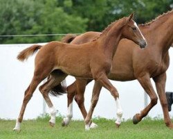 dressage horse Cartagena (Bavarian, 2012, from Palmares)