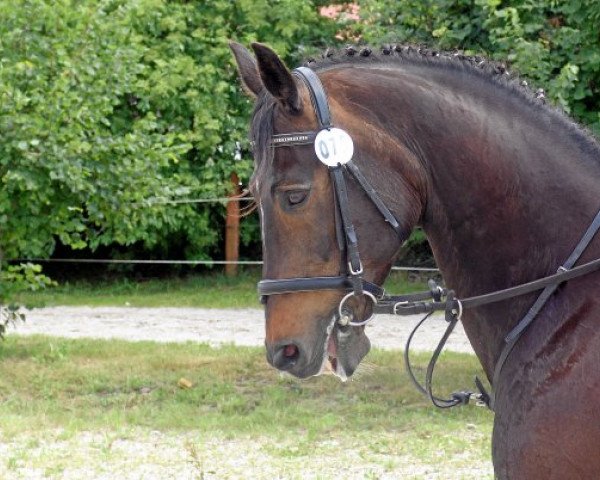 horse Regen I (Westphalian, 1986, from Renoir I)