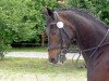 horse Regen I (Westphalian, 1986, from Renoir I)