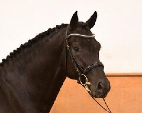 stallion Diadoro (Holsteiner, 2018, from Diarado)