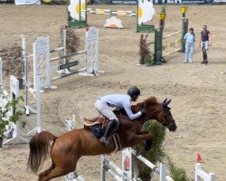 jumper Donnez de Dieu vd Braembeier Z (Zangersheide riding horse, 2015, from Dieu-Merci van T&L)