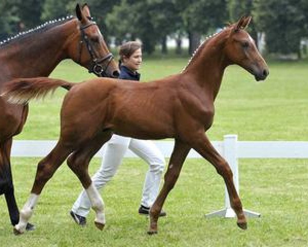 Dressurpferd München (Bayer, 2012, von Malibu 131)