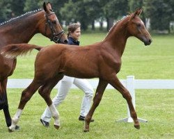 dressage horse München (Bavarian, 2012, from Malibu 131)