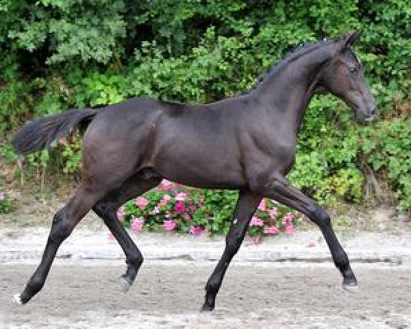 stallion Santo Domingo (Bavarian, 2012, from Stedinger)