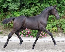 stallion Santo Domingo (Bavarian, 2012, from Stedinger)