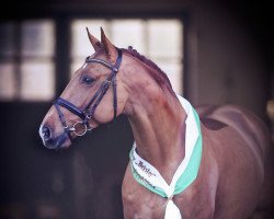 stallion Scendrick (Oldenburg show jumper, 2017, from Stolzenberg)