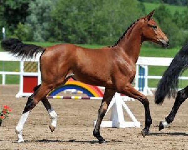 dressage horse Kairo (Bavarian, 2012, from Belissimo NRW)