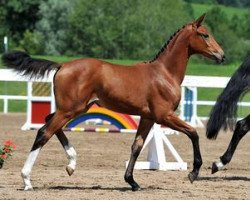 dressage horse Kairo (Bavarian, 2012, from Belissimo NRW)