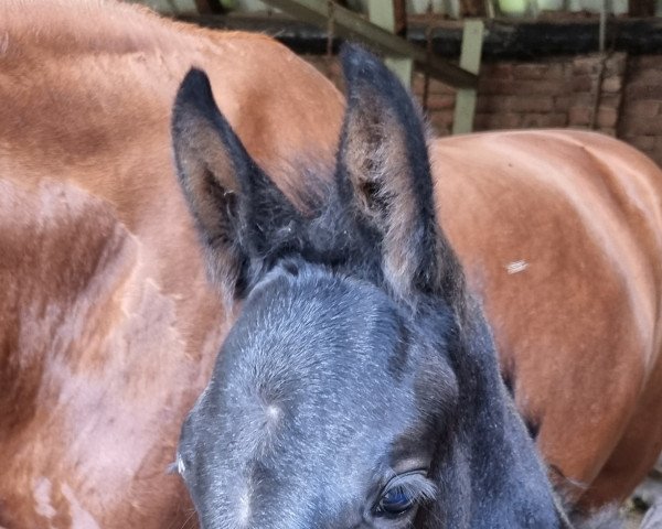 dressage horse Ruiz Del Ray RR (Westphalian, 2022, from Raven)