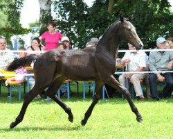 stallion Den Haag (Bavarian, 2012, from Birkhofs Denario)