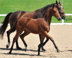 dressage horse Kuala Lumpur (Bavarian, 2012, from Un Amore)