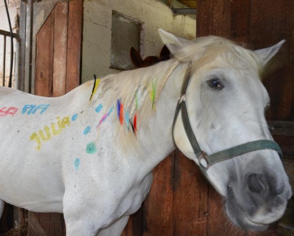 horse Toshka F (Trakehner, 1988, from Pandur AA)