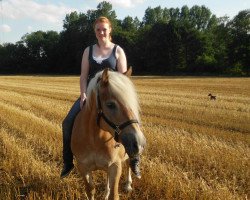 broodmare Alexa (Haflinger, 2000)