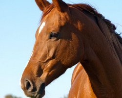 horse Naolina xx (Thoroughbred, 2007, from Paolini xx)