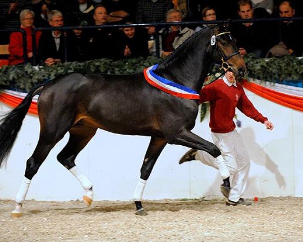 stallion Castelan II Pkz (Holsteiner, 2008, from Casiro I)