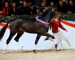 stallion Castelan II Pkz (Holsteiner, 2008, from Casiro I)