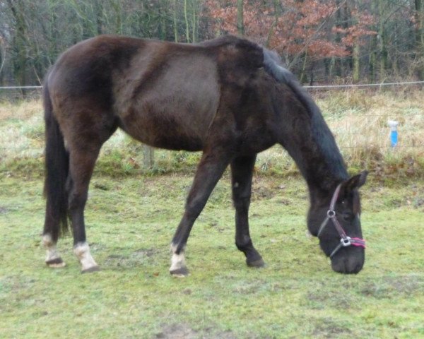 dressage horse Di Luna (Hanoverian, 2009, from Desperados FRH)