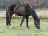 dressage horse Di Luna (Hanoverian, 2009, from Desperados FRH)