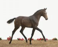 dressage horse Caya (Holsteiner, 2012, from Catoo)