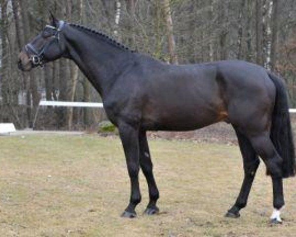 stallion Zento (KWPN (Royal Dutch Sporthorse), 2004, from Quasimodo Z)