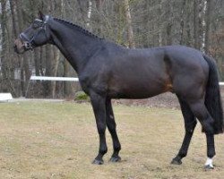 stallion Zento (KWPN (Royal Dutch Sporthorse), 2004, from Quasimodo Z)