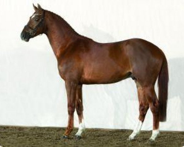 stallion Valeron (Belgian Warmblood, 2007, from Vigo d'Arsouilles)