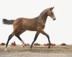 dressage horse Liuku (Holsteiner, 2012, from Catoo)