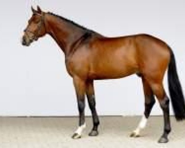 stallion Uriko (Dutch Warmblood, 2007, from Untouchable)