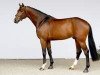 stallion Uriko (Royal Warmblood Studbook of the Netherlands (KWPN), 2007, from Untouchable)