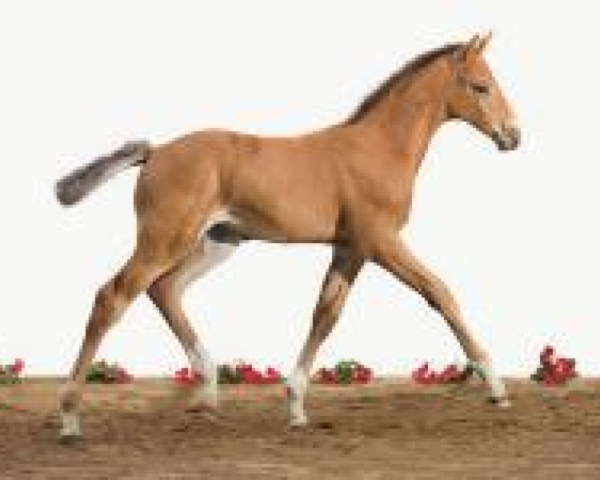 jumper Fohlen Hol 27 (Holsteiner, 2012, from Corrado I)