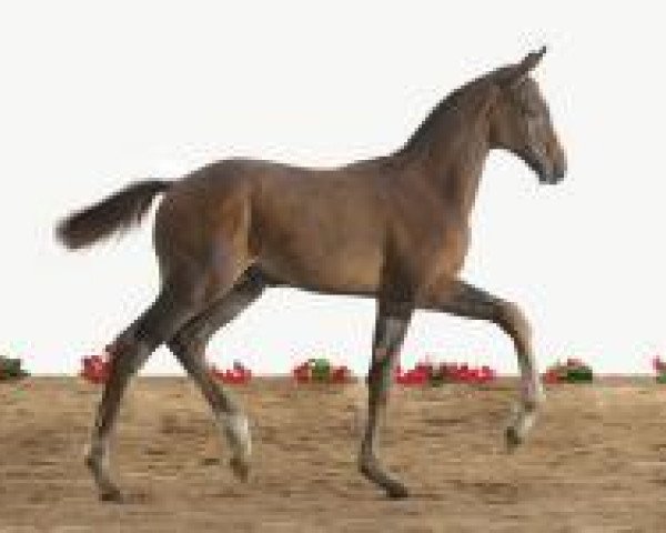 dressage horse Fohlen Hol 21 (Holsteiner, 2012, from Catoo)