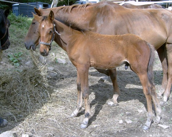 jumper Check Point D (German Warmblood,  , from Cantany 2)