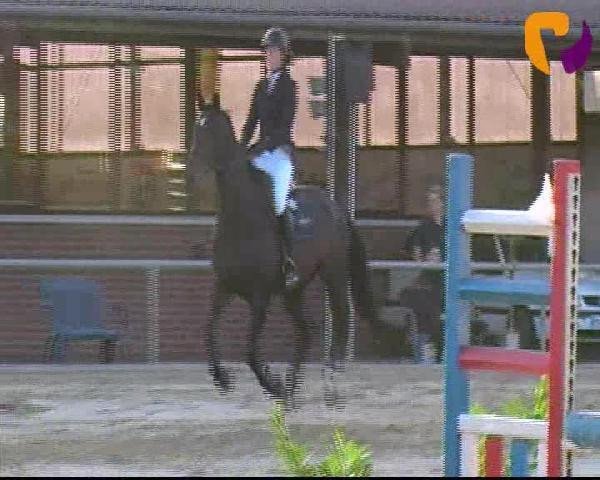 Springpferd Emilio 78 (Hannoveraner, 2004, von Escudo I)