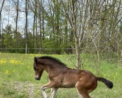 Pferd OWC Choupette EE (Welsh-Cob (Sek. D), 2022, von Foxlight Tomboy)