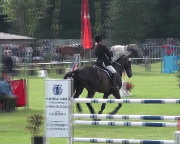 Springpferd Sir Leeroy Brown (Sachsen-Anhaltiner, 2001, von Lohberg)