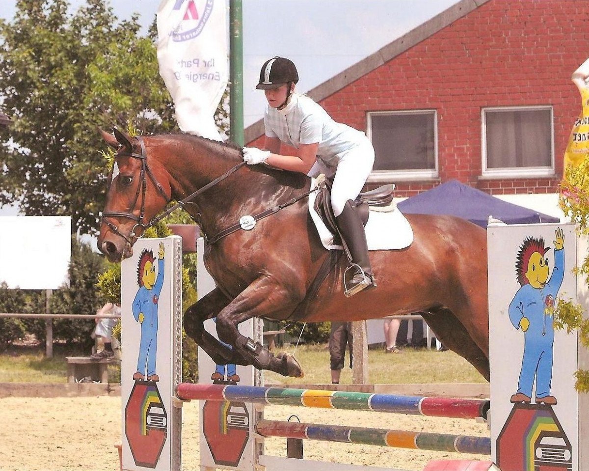 Dressurpferd Wilson 66 (Hannoveraner, 2000)