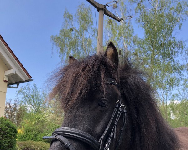 Pferd Benito (Shetland Pony, 2017, von Benston Fergus)