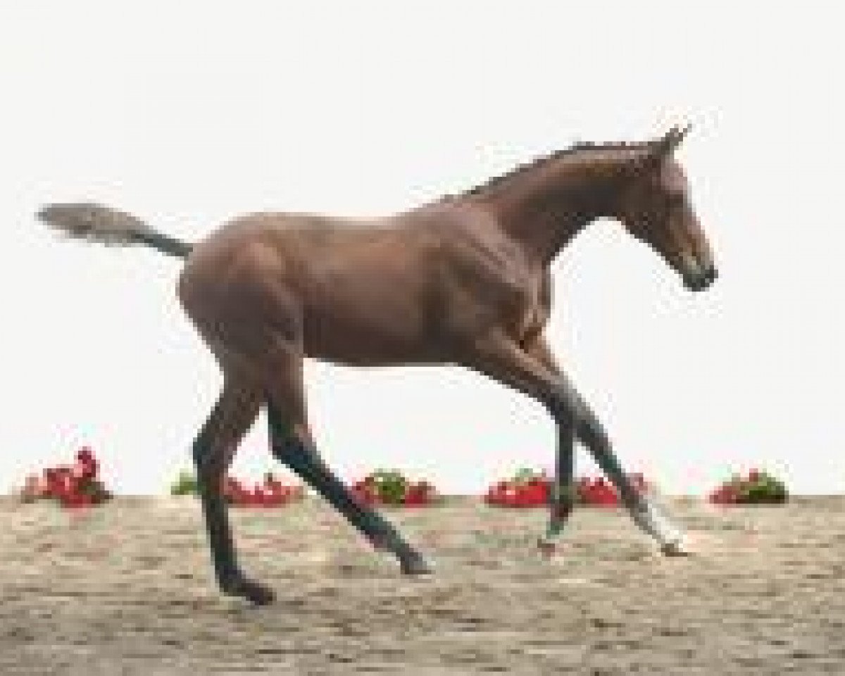 jumper Classico 66 (Holsteiner, 2012, from Cormint)