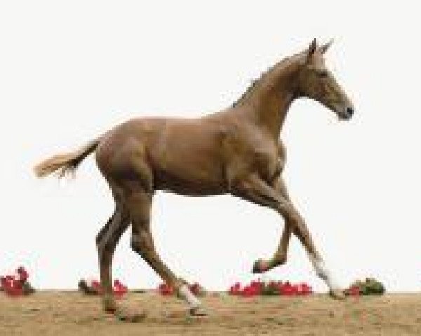 dressage horse Crawalll (Holsteiner, 2012, from Casall Ask)