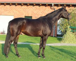 dressage horse Fabula Ria (Westfale, 2013, from Franziskus FRH)