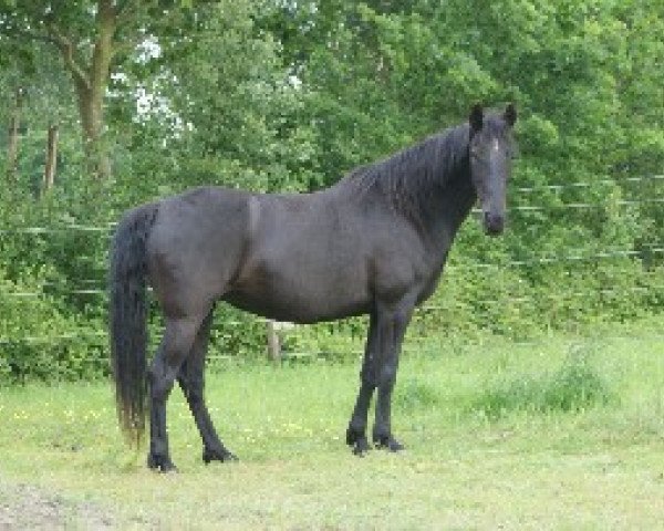 horse Lunar Girl (Tennessee Walking Horse, 1998, from Oliver's Crackerjack)