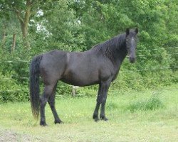 Pferd Lunar Girl (Tennessee-Walking-Horse, 1998, von Oliver's Crackerjack)