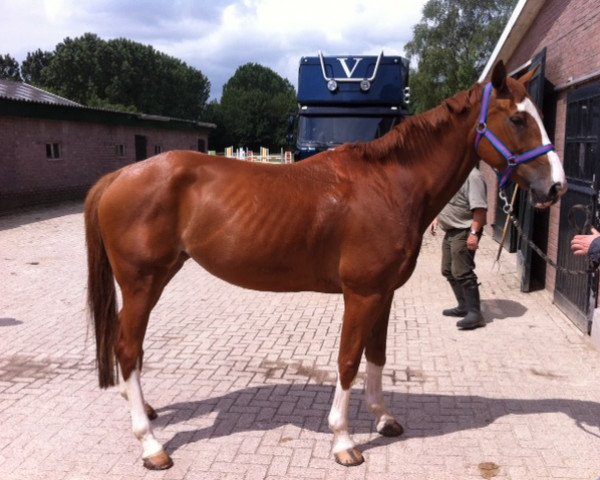 Pferd Zakira 3 (KWPN (Niederländisches Warmblut), 2004, von Lupicor)