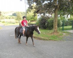 Zuchtstute Nebulas Fari (Deutsches Reitpony, 1992, von Downland Donner)