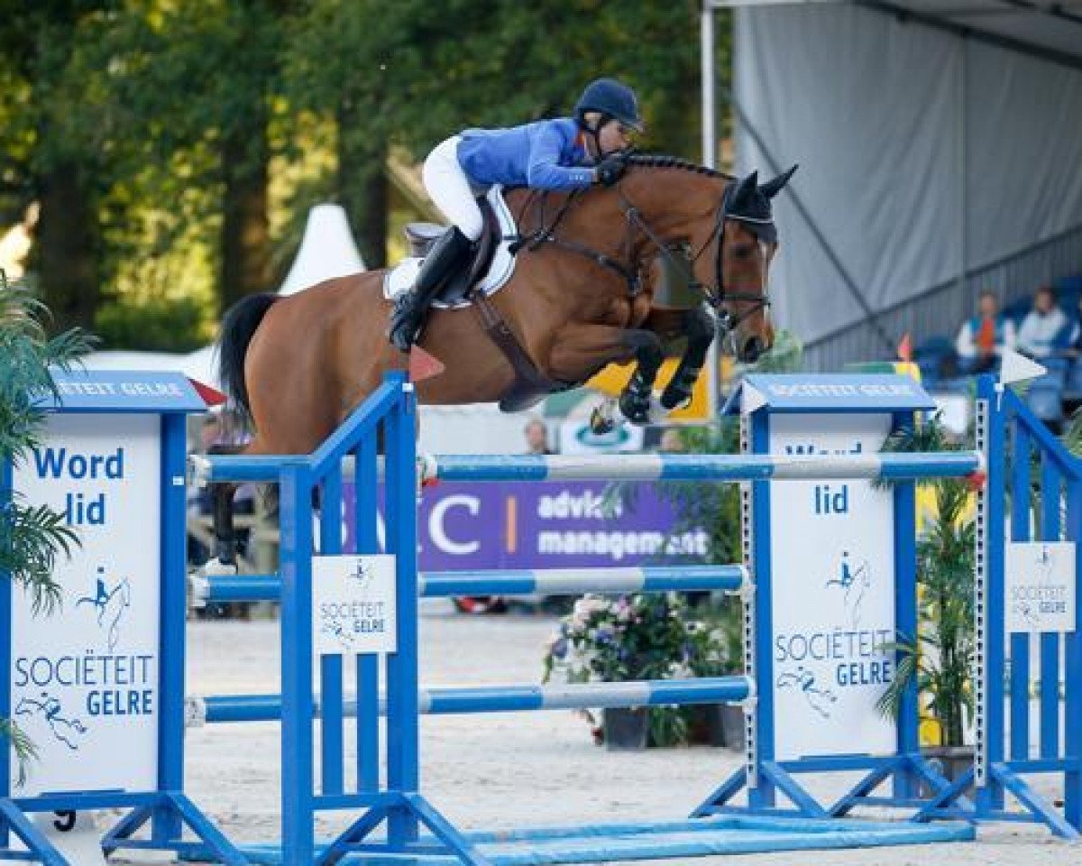 Springpferd Ultimo (KWPN (Niederländisches Warmblut), 2001, von Heartbreaker)
