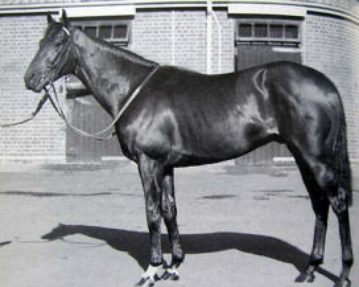 Deckhengst Pursuit Of Love xx (Englisches Vollblut, 1989, von Groom Dancer xx)