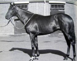 stallion Pursuit Of Love xx (Thoroughbred, 1989, from Groom Dancer xx)