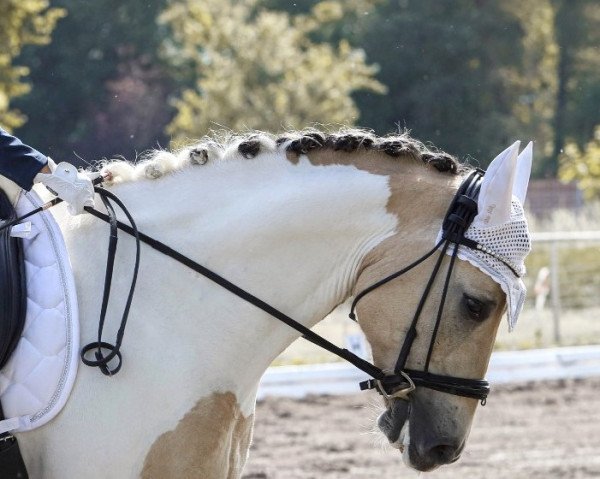 Dressurpferd Monty 672 (Pony ohne Rassebezeichnung, 2015)